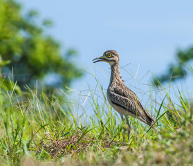 Thick-knees(Burhinus indicus), brown bird in field.