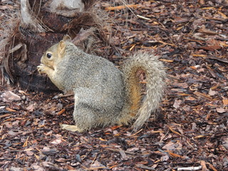 Brown Squirrel