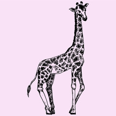 Giraffe, doodle style sketch illustration hand drawn vector