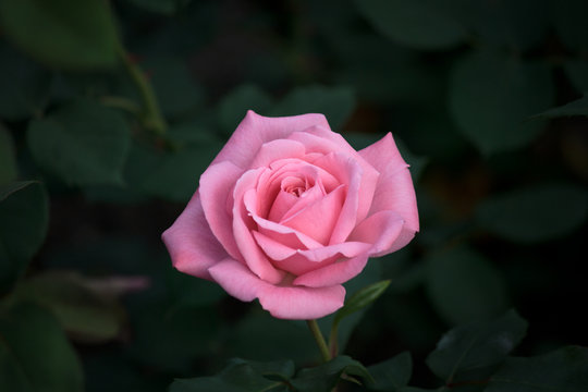 Beautiful Pink Rose in a Natural Garden Environment - Dark Green Background