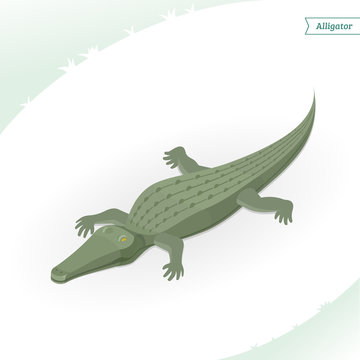 Alligator isolated on white background. Isometric view. Vector illustration.