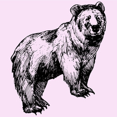 Obraz na płótnie Canvas Big bear, doodle style sketch illustration hand drawn vector