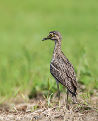 Thick-knees(Burhinus indicus), brown bird in field.