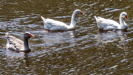 Fototapeta premium Wild Geese