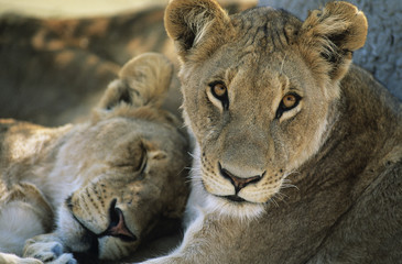 Two Lions resting close-up