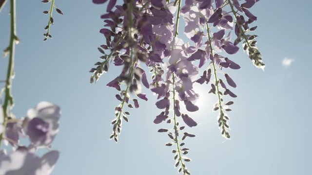 DOF slow motion close up spring sun shining through blooming wisteria flowers