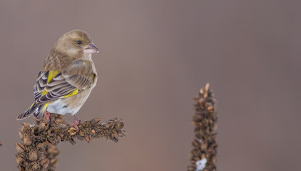 European Greenfinch - Carduelis chloris