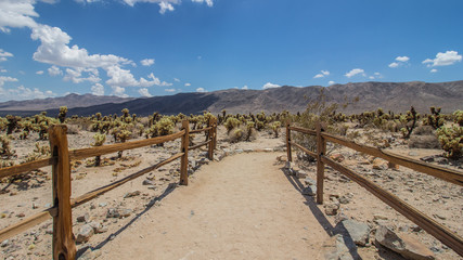 Fototapeta na wymiar Deserto e cactus