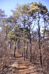 Obraz premium 자연