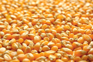 Corn seeds background