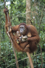 Orangutan embracing young in tree