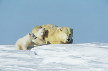 Naklejka na ściany i meble Polar Bear cubs with mother in snow Yukon