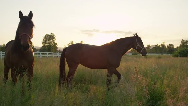CLOSE UP: Two beautiful strong horses running in tall grass on horse ranch