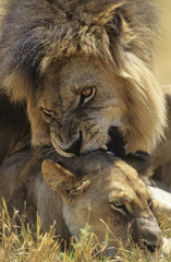 Male Lion biting Lioness on savannah