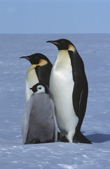 Naklejka na ściany i meble Antarctica Weddel Sea Atka Bay Emperor Penguin Family