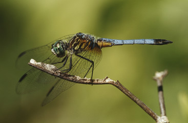 Close up of dragonfly on a twig