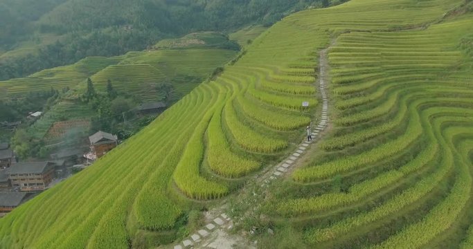 Beautiful 4k aerial sgot of the Longji Rice Terraces located next to the village of Ping'an in Longsheng County, Southern China. Fresh green rice fields in Fall. Mountain, rural landscape.