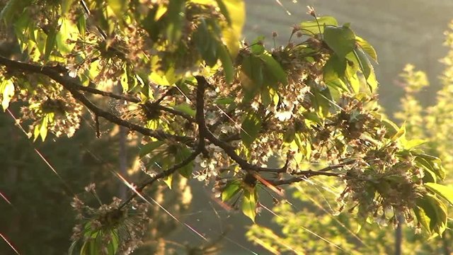 Die Spinnenf&auml;den werden vom warmen Licht der Morgensonne in Goldf&auml;den verwandelt