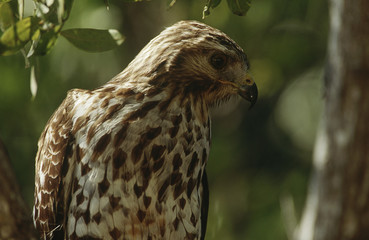 Close-up of Merlin (Falco columbarius)