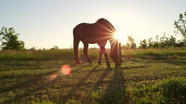 CLOSE UP: Beautiful dark bay horse pasturing on countryside field at sunset