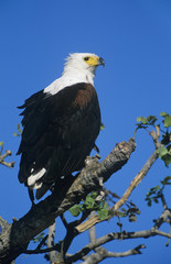 Sea Eagle perched in tree