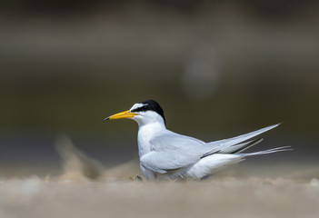 Little tern(Sternula albifrons), bird on nest at coast.