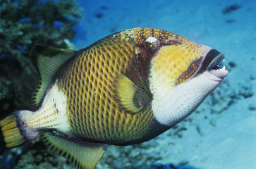 Parrot fish in ocean