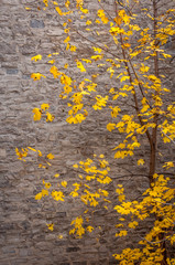Maple tree in the fall beside a stone wall.