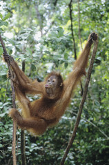 Orangutan climbing tree