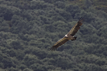 Fototapeta na wymiar Griffon Vulture (Gyps fulvus) in flight, Andalucia, Spain.