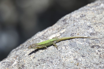 Andalucian Wall Lizard (Podarcis vaucheri), male, near Algeciras, Andalucia, Spain.
