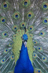 Obraz premium Peacock displaying feathers close-up