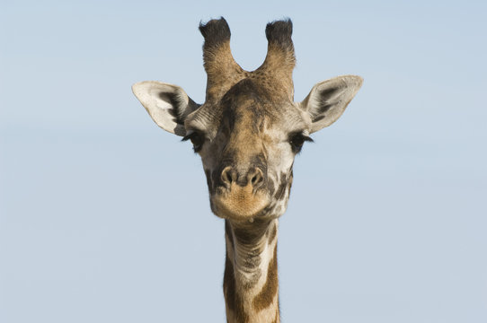 Giraffe (Giraffa camelopardalis) close-up of head