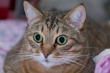 Close up portrait of green-eyed cat