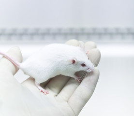 ICR mice on the researcher hand