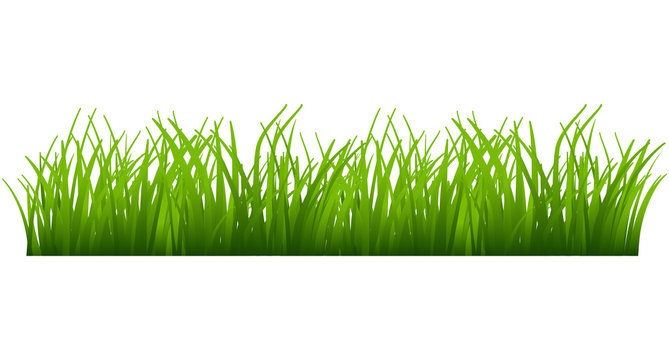 Grass vector
