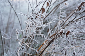 Frost beautiful Winter