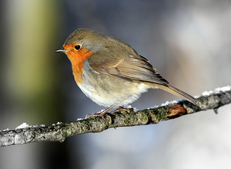 European Robin (Erithacus rubecula) in winter on a branch covered in snow