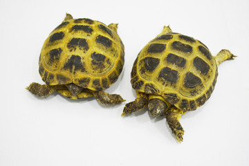 two turtles