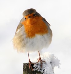 European Robin (Erithacus rubecula) in winter, posing on a pole covered in snow.