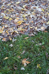 Foglie cadute sul prato in giardino in autunno.