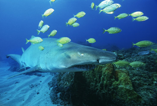 Sodwana Bay Indian Ocean South Africa Sand tiger shark (carcharias taurus) and golden trevally (gnathanodon speciosus)