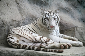 White tiger