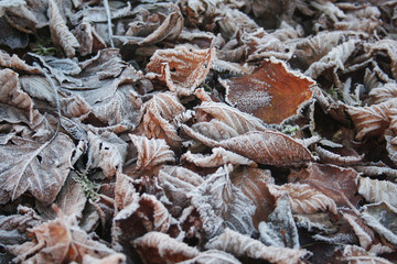Foglie ricoperte da gelo in inverno. Fuoco selettivo.