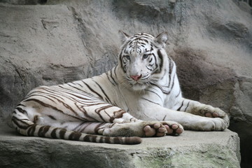 White tiger