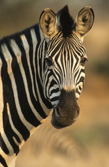 Fototapeta na wymiar Plains Zebra (Equus Burchelli) close-up