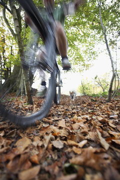 Dog Chasing Man On Mountain Bike Through Forest