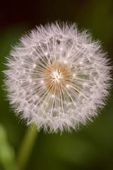 Fototapete Dandelion Seeds © Dan