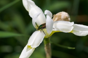 Flower with Beetle