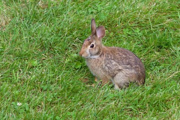 Small Rabbit